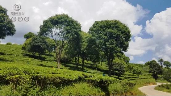 又是一年春茶時