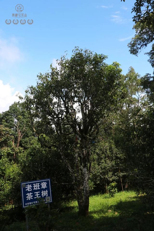 你所不知道的老班章(上篇)