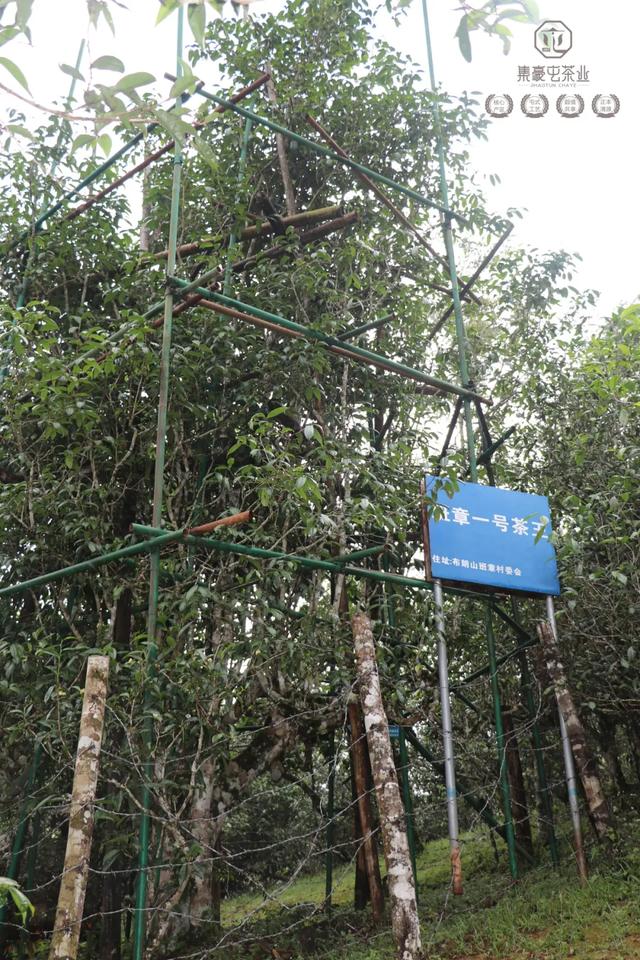 你所不知道的老班章(下篇)