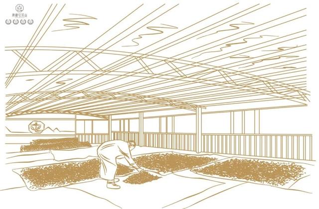 云南人不喝普洱茶?