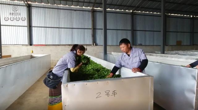 茶葉“走水”了