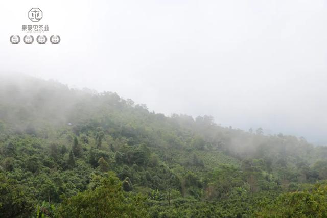 果韻花香,一盞清茗酌知音